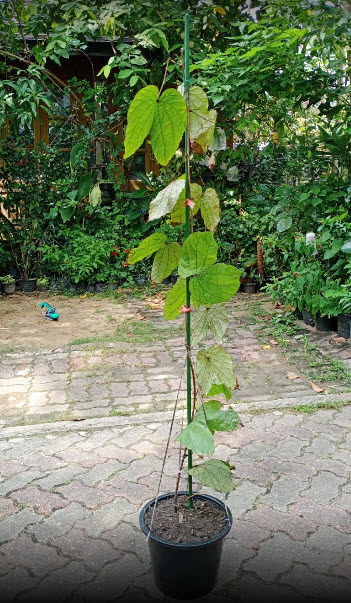 ต้นใบไม้สีทอง หรือย่านดาโอ๊ะ ไม้หายาก กระถาง 8 นิ้ว สูง 60-80 ซ.ม.