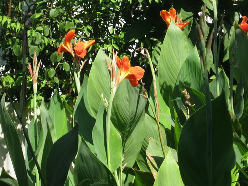 พุทธรักษา (Canna) สีส้ม-แดง / 10 เม็ด (ไทย)