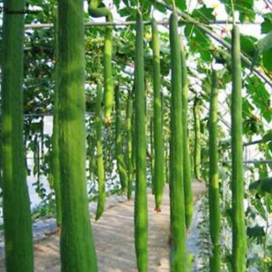 บวบยักษ์ (Giant Loofah) / 5 เม็ด (นอก)