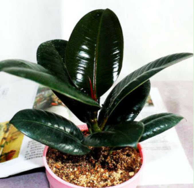 ต้นยางอินเดีย ใบดำ สูง 30-50 ซ.ม. / ต้น