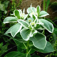 ยูฟอร์เบีย มาร์จินาต้า (Euphorbia Marginata) / ซอง 10 เม็ด (F001)