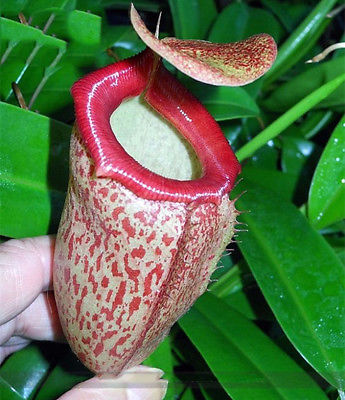 หม้อข้าวหม้อแกงลิง (Nepenthes) คละ / 100 เม็ด