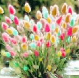 หญ้าหางกระต่าย (Rabbit Tail) คละ / 100 เม็ด