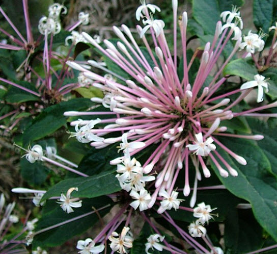 ต้นสาวสันทราย (Quezonla) สูง 50-70 ซ.ม. / ต้น