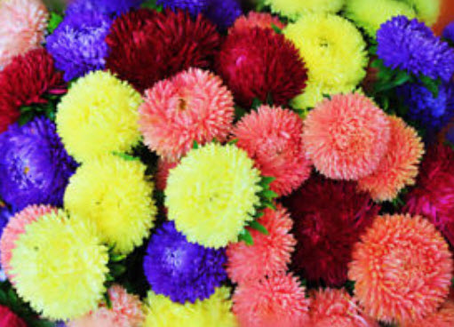 แอสเตอร์ (Aster) คละ / 500 เม็ด