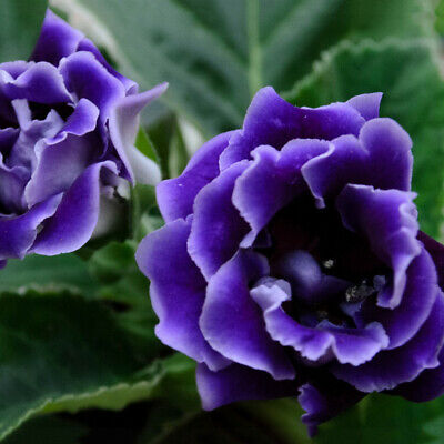 แอฟริกันไวโอเล็ต (African violet) สีน้ำเงิน-ม่วง / 100 เม็ด (นอก)