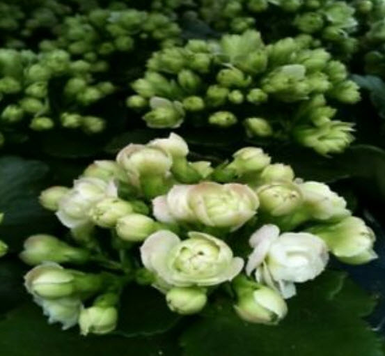 เมล็ดกุหลาบหิน (Kalanchoe) สีขาว / 50 เม็ด (นอก)