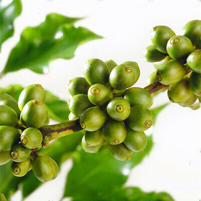 กาแฟอาราบิก้าบอนไซ / 10 เม็ด (นอก)