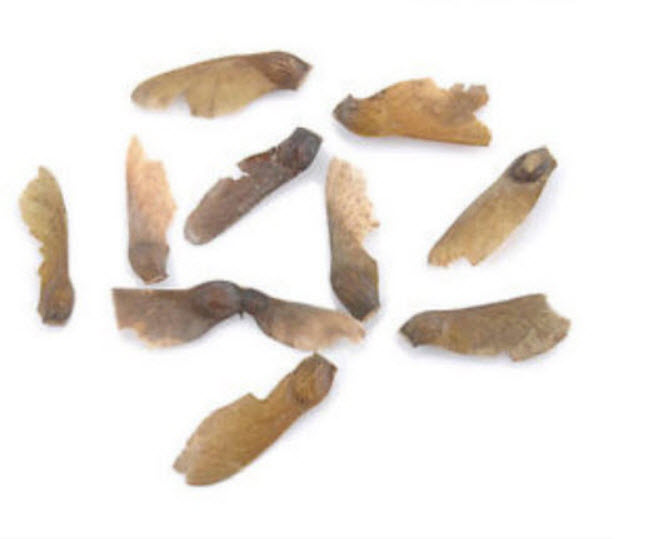 ต้นเมเปิ้ลญี่ปุ่น (Japanese maple) แดง / 20 เม็ด (นอก)