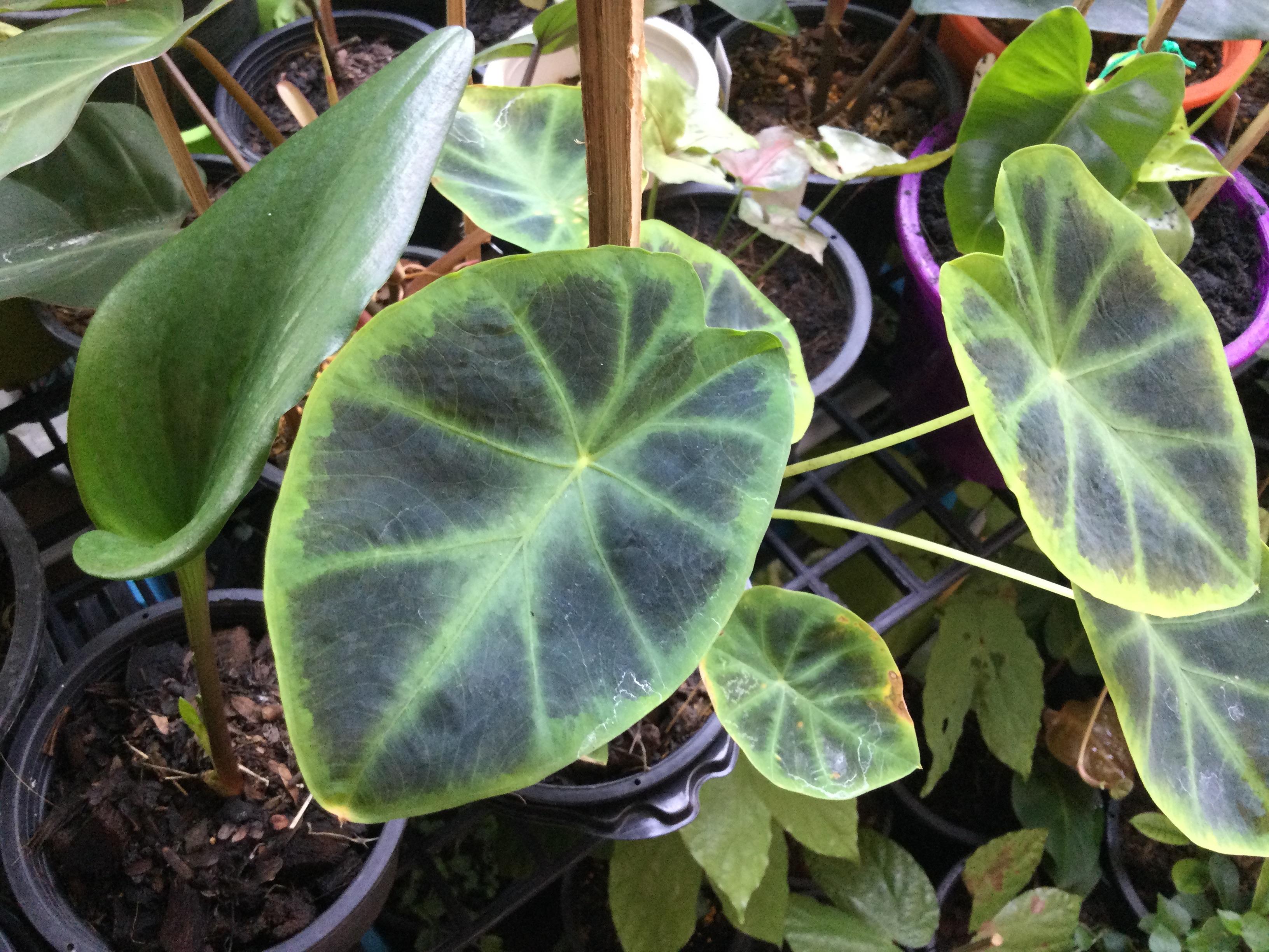 ต้นบอน นางพิม กระถาง 8 นิ้ว