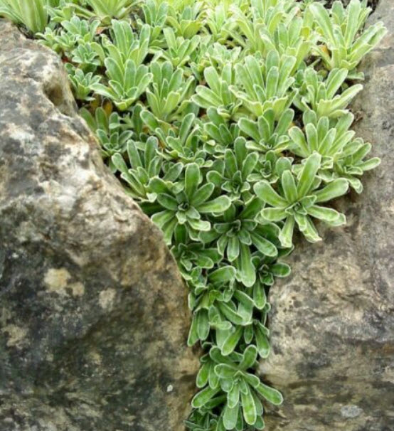 แซกซิฟรากา ฮอสที (Saxifraga hostii) / 15 เม็ด (Spain)
