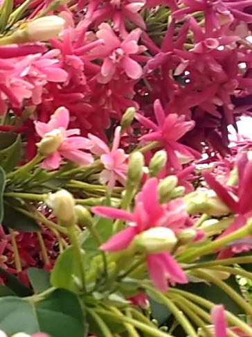 ต้นเล็บมือนาง (Rangoon Creeper) ขนาด L / ต้น