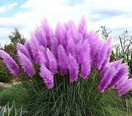 หญ้าภูเขา (Pampas grass) สีม่วง / 400 เม็ด (China)