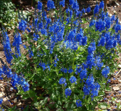สปีดเวลล์ รอยัล บลู (Speedwell - Royal Blue) / 1,000 เม็ด (UK)