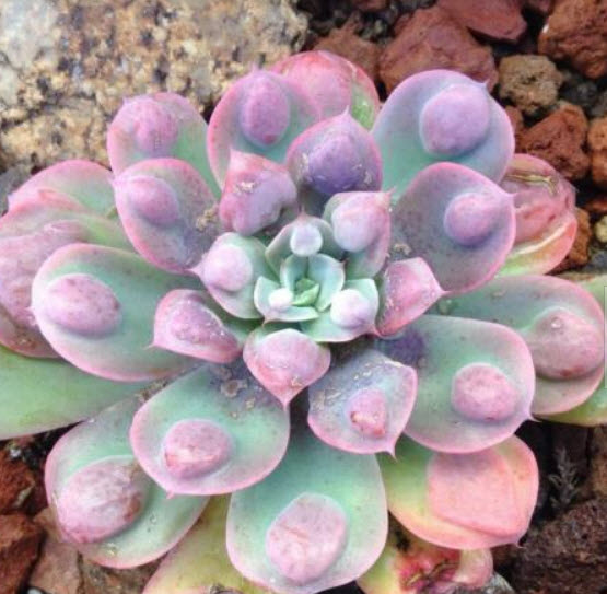 เอชชิวาเรีย - เรนดร็อป (Echeveria Raindrops) / 10 เม็ด (Australia)