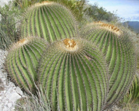 แคคตัสถังทองยักษ์ ถังทองม้าลาย (Echinocactus platyacanthus) / 10 เม็ด (Spain)