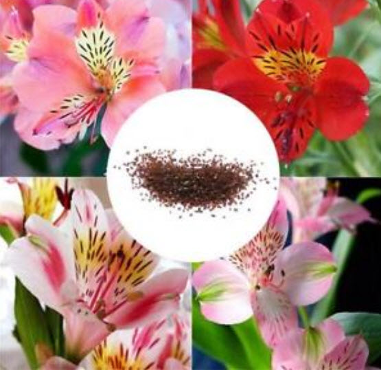 อัลสโตรมีเรีย (Alstroemeria) คละ / 50 เม็ด (นอก)