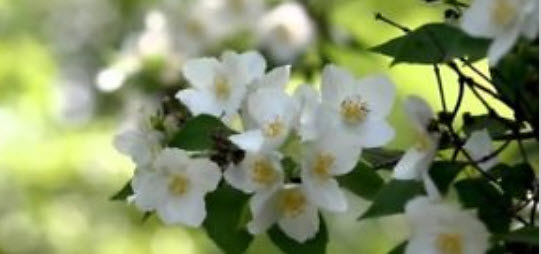 พุดซ้อน (Cape jasmine) สีขาว / 25 เม็ด (นอก)