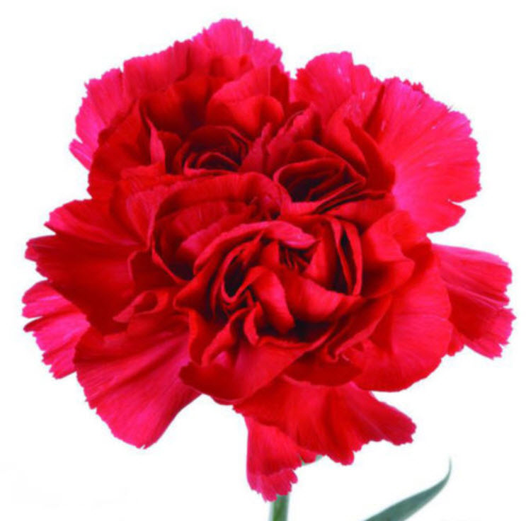 คาร์เนชั่น แดง (Red Carnation) / ซอง 30 เม็ด (A281)