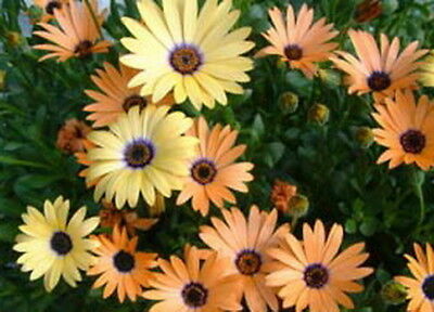 อัฟริกัน เดซี่ (African Daisy) คละสี / 150 เม็ด (Serbia)