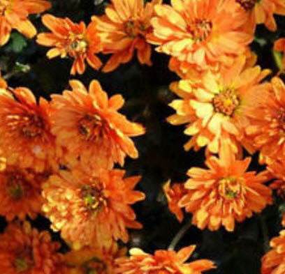 เบญจมาศ คลุมดิน คละสี / ซอง 30 เม็ด (A274)