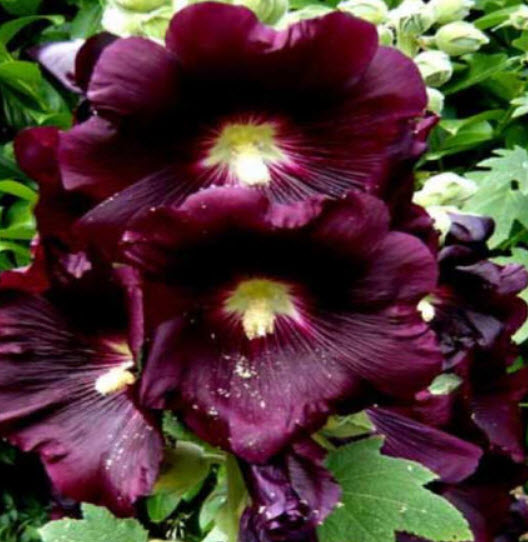 ฮอลลี่ฮ็อคดำ (Hollyhock Black) / 100 เม็ด (UK)
