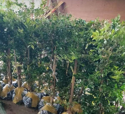 ต้นองุ่นบราซิล ฌาบูติกาบา jabuticaba องุ่นต้น สูง 40-60 ซ.ม.