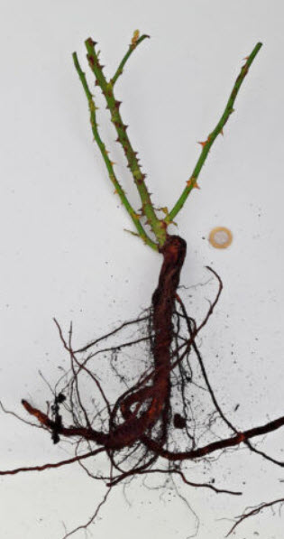 กุหลาบพวง สีชมพูแซลมอน พันธุ์เดียเรสท์ แบบล้างราก / ราก (UK)