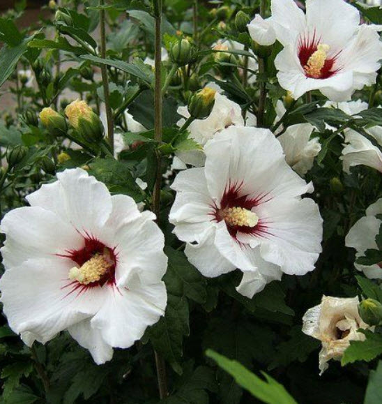 ชบา - เรดฮาร์ท (Hibiscus - Red Heart) / 50 เม็ด (UK)