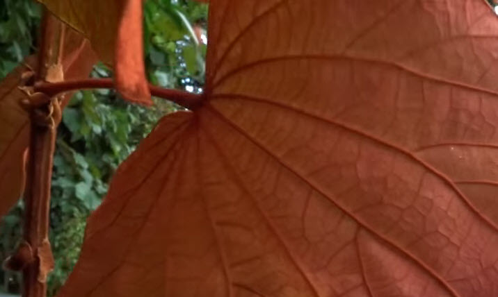 ต้นใบไม้สีทอง หรือย่านดาโอ๊ะ ไม้หายาก กระถาง 8 นิ้ว สูง 60-80 ซ.ม.