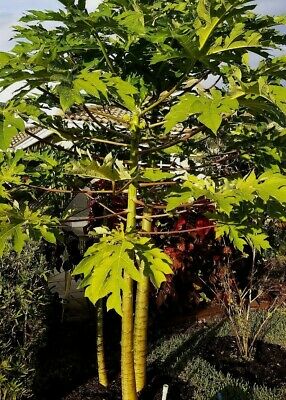 มะละกอ ฟลอริด้า โกลด์ (Florida Gold Papaya) / 10 เม็ด (USA)