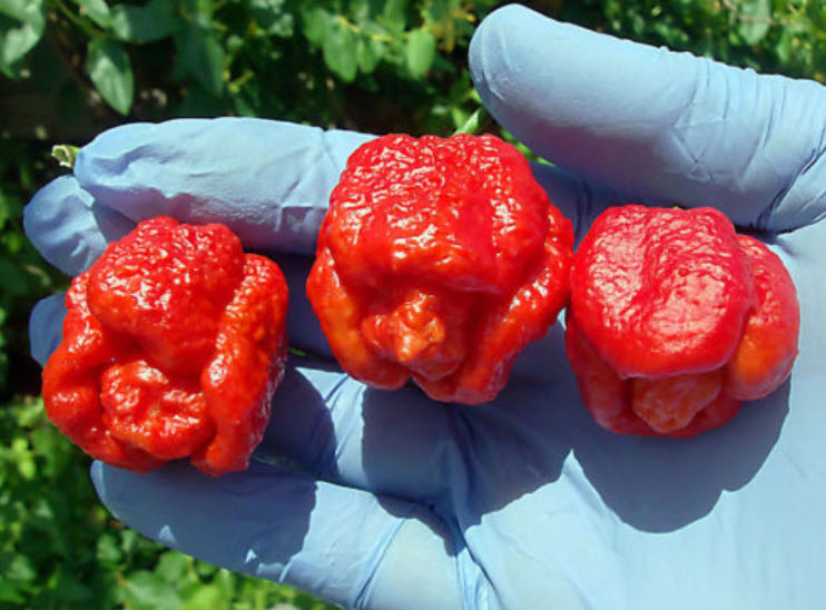 Trinidad Scorpion Butch / 50 เม็ด (China)