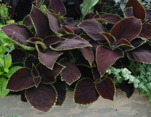 ฤาษีผสม ช็อคโกแลท มิ้นท์ (Coleus - Chocolate Mint) / 10 เม็ด (UK)