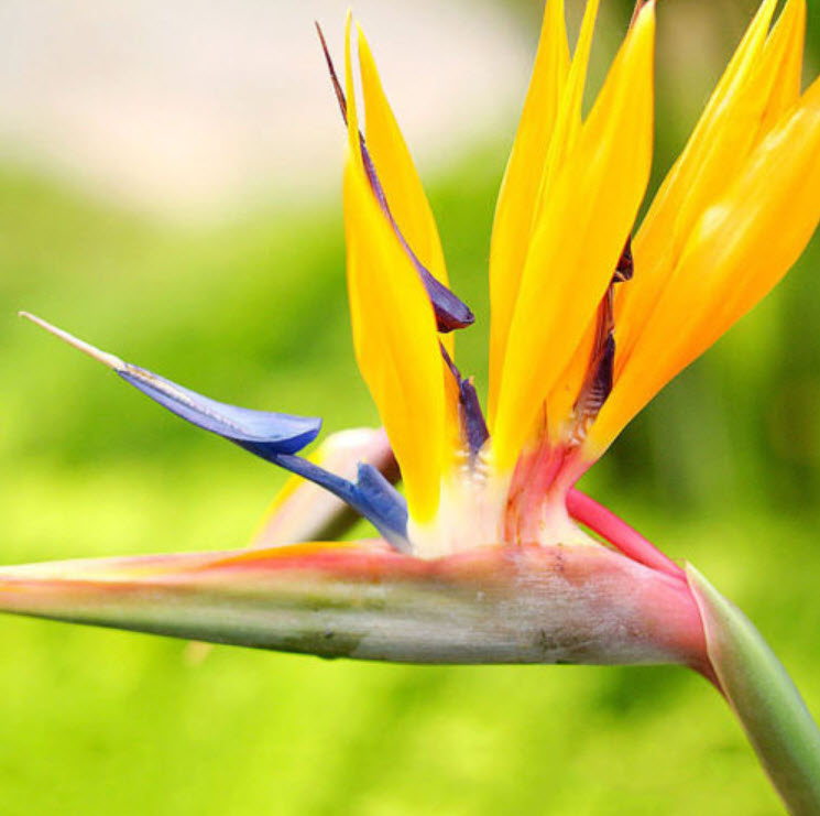 ปักษาสวรรค์ (Bird of Paradise) คละ / 25 เม็ด (China)