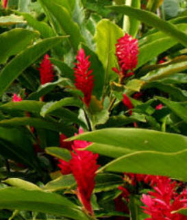 ต้นขิงแดง (Red Ginger) กระถาง สูง 40-60 ซ.ม. / ต้น