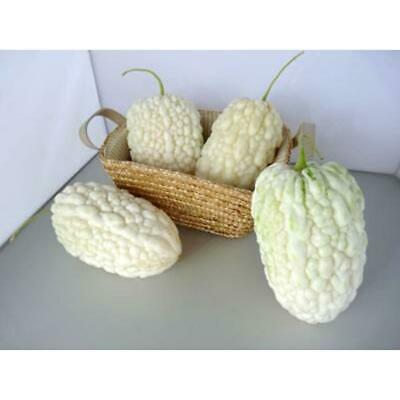 มะระขาวจีน (Chinese White Balsam pear) / 5 เม็ด (China)