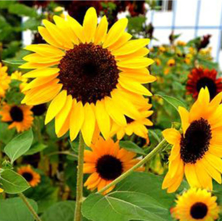 ทานตะวันเหลือง (Sunflower) / ซอง 15 เม็ด (A279)