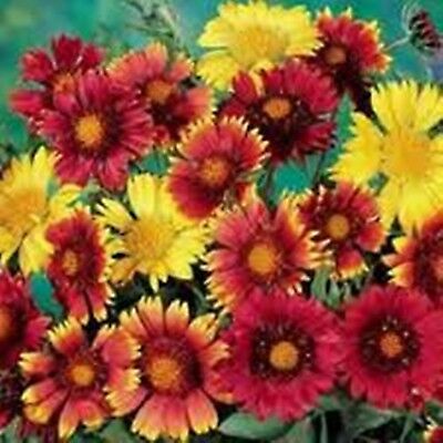 เดือนฉาย หรือ เกลลาเดียร์ (Blanketflower / Gaillardia) คละ / 200 เม็ด (Ukraine)