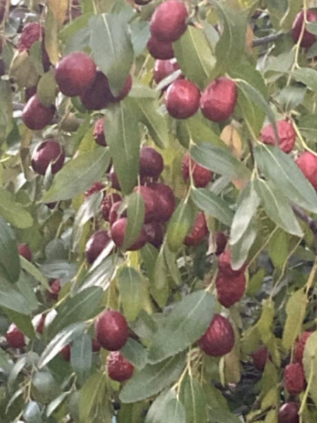 ซิลเวอร์ เบอรี่ หรือมะกอกรัสเซีย (Russian Olive / Silver berry) / 5 เม็ด (Spain)