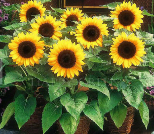 ทานตะวันแคระ ซันสป็อท (Draft Sunflower - Sunspot) / 100 เม็ด (UK)