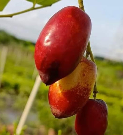 ต้น พุทราแดง (หงจ่าว) พุทราจีนลูกยาว ต้นใหญ่ น่าปลูก สูง 100 ซ.ม.+ ต้นไม้นำเข้า