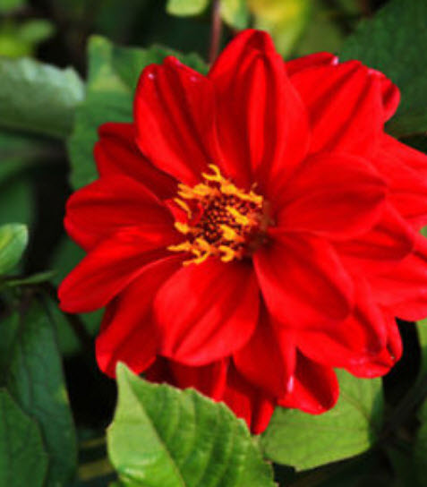 ดาห์เลีย หรือรักเร่ (Dahlia) สีแดง / ซอง 100 เม็ด (S045)