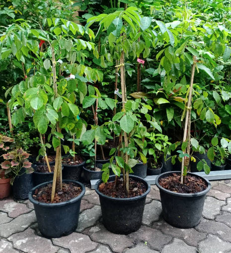 ต้นคูนม่วงแคระ คูนสีม่วง ม่วงระย้า ดอกสีม่วงเข้ม หอมมาก 80-120 ซ.ม.