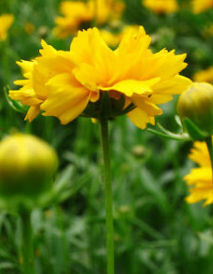 ดอกไม้ไหว (Coreopsis) ซ้อน ดอกใหญ่ คละ / ซอง 50 เม็ด (A187)