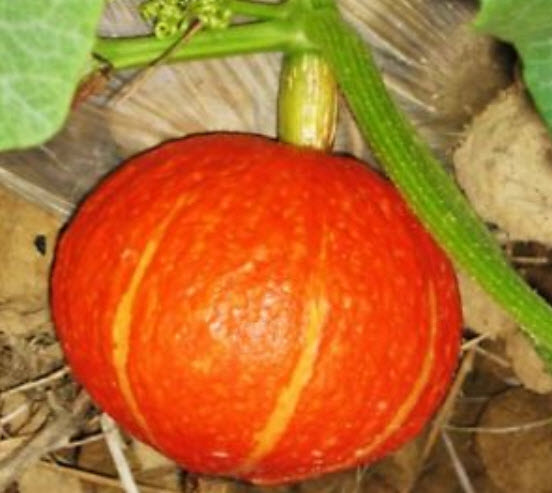 ฟักทอง โคมจีน (Blessing pumpkin) / ซอง 8 เม็ด (B081)