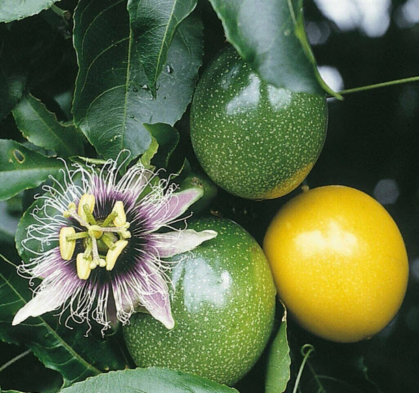 เสาวรส (Passion fruit) ผลสีเหลือง / 300 เม็ด (P2S)