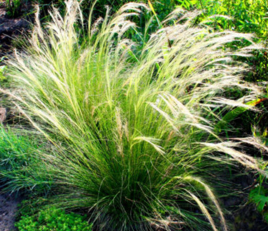หญ้าขนนก หรือหญ้าขนยุโรป (Feather grass) / 10 เม็ด (UK)