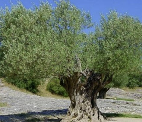 มะกอกโอลีฟ (Olive / Olea europaea) / 10 เม็ด (Spain) *