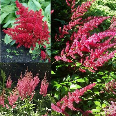 อัสดง (Astilbe) สีแดง / 50 เม็ด