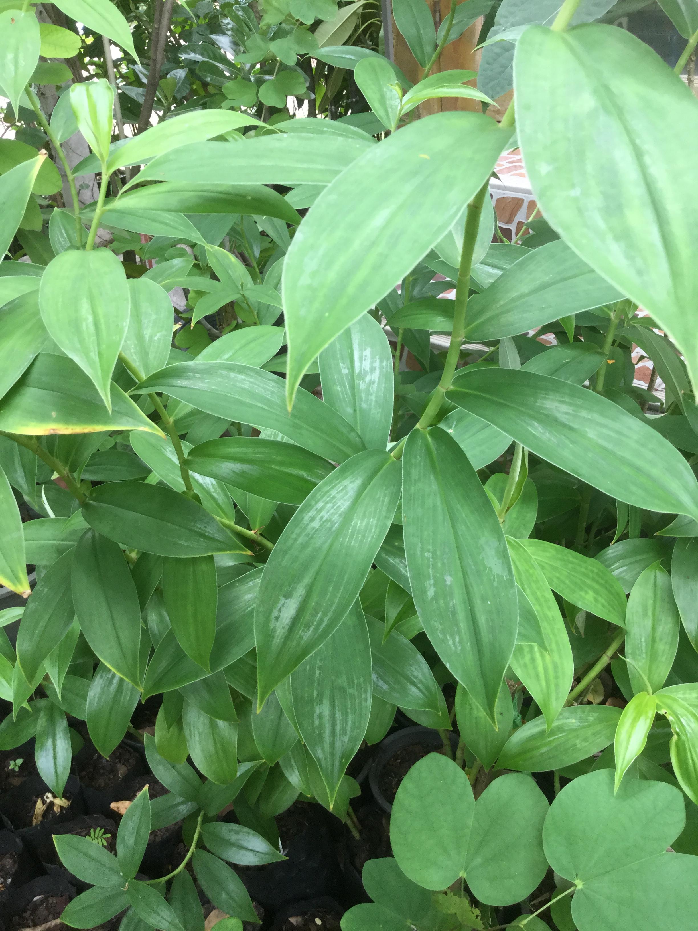 ต้นเอื้องหมายนา (Malay ginger) ดอกสีขาว สูง 60-100 ซ.ม. / ต้น